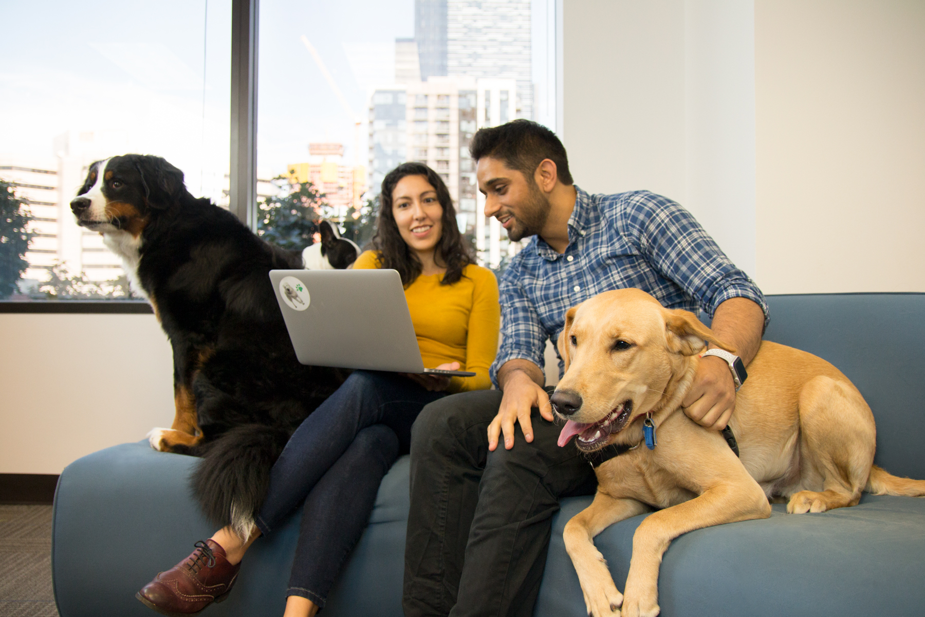 Pack Mentality How DogFriendly Policies Might Improve Company Culture